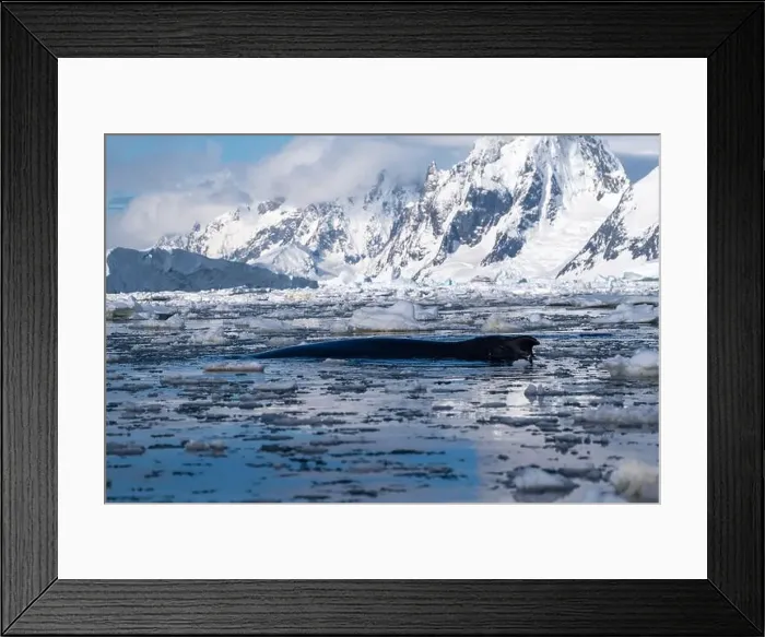 Framed Print : Aerial view of humpback whale on the water. Humpback whale's bac Framed Print : Aerial view of humpback whale on the water. Humpback whale's bac