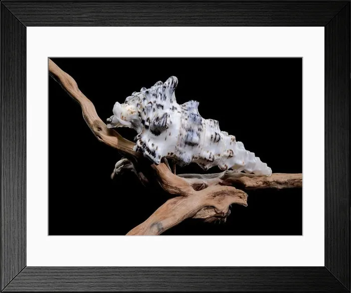 Framed Print : Detailed close-up of a Cerithium nodulosum shell with textured patterns Framed Print : Detailed close-up of a Cerithium nodulosum shell with textured patterns