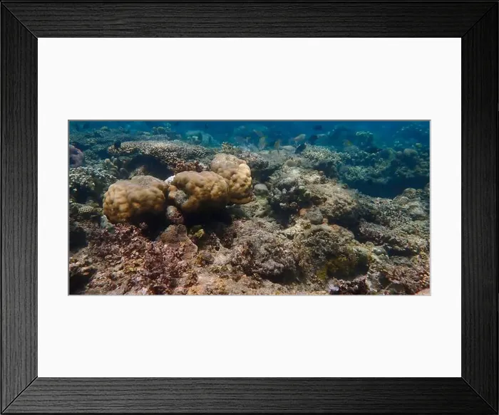 Framed Print : Underwater scene with hard corals Framed Print : Underwater scene with hard corals
