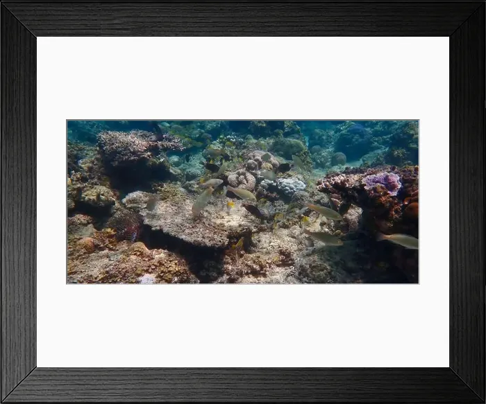 Framed Print : Underwater landscape with vibrant coral reefs Framed Print : Underwater landscape with vibrant coral reefs