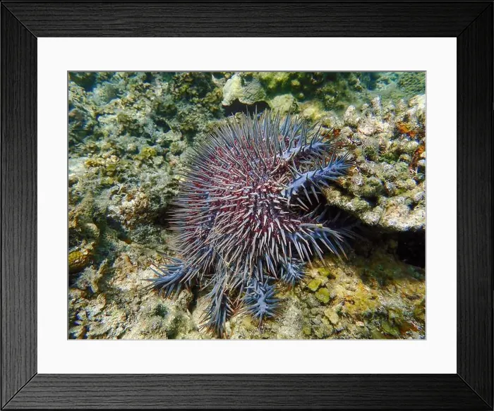 Framed Print : Close-up of a Crown-of-Thorns starfish with red and blue thorns Framed Print : Close-up of a Crown-of-Thorns starfish with red and blue thorns