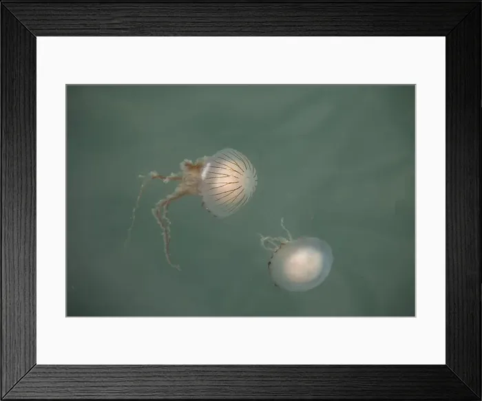 Framed Print : Chrysaora hysoscella, the compass jellyfish, in the British Sea
