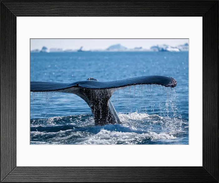 Framed Print : Humpback whale's tail. Whales in Antarctica Framed Print : Humpback whale's tail. Whales in Antarctica