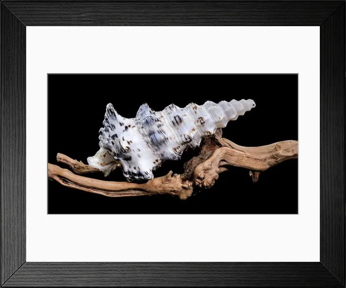 Framed Print : Detailed close-up of a Cerithium nodulosum shell with textured patterns Framed Print : Detailed close-up of a Cerithium nodulosum shell with textured patterns