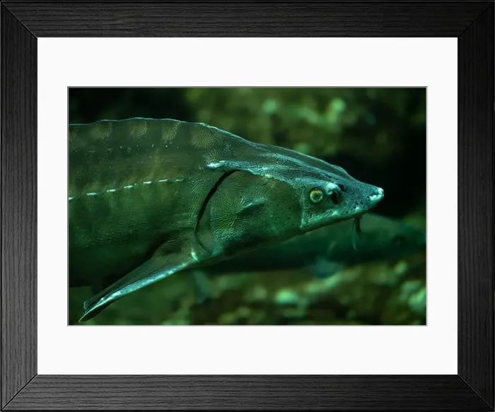 Framed Print : Common sturgeon or European sea sturgeon (Acipenser sturio) Framed Print : Common sturgeon or European sea sturgeon (Acipenser sturio)