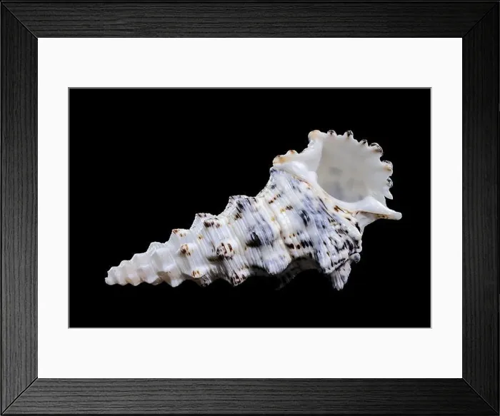 Framed Print : Detailed close-up of a Cerithium nodulosum shell with textured patterns, placed on a black background