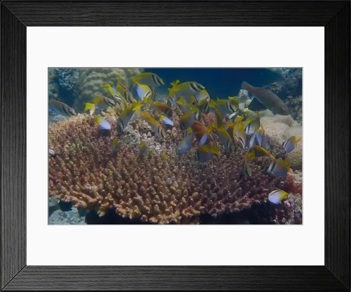 Framed Print : Underwater scene of coral fish swimming and feeding on algae over dead branching coral reef Framed Print : Underwater scene of coral fish swimming and feeding on algae over dead branching coral reef