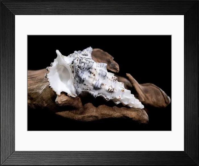 Framed Print : Detailed close-up of a Cerithium nodulosum shell with textured patterns Framed Print : Detailed close-up of a Cerithium nodulosum shell with textured patterns