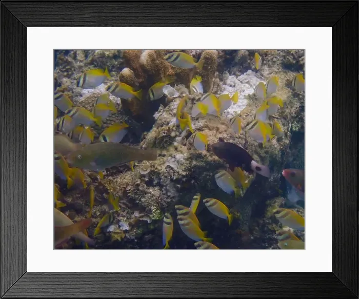 Framed Print : A school of coral fish swims together Framed Print : A school of coral fish swims together