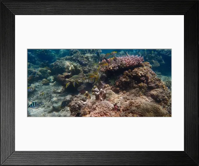 Framed Print : Underwater landscape with vibrant hard coral reefs Framed Print : Underwater landscape with vibrant hard coral reefs