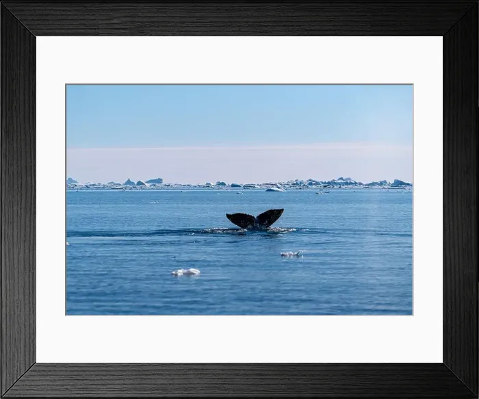 Framed Print : Humpback whale's tail. Whales in Antarctica Framed Print : Humpback whale's tail. Whales in Antarctica