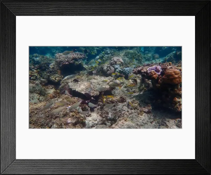 Framed Print : Underwater landscape with vibrant hard coral reefs Framed Print : Underwater landscape with vibrant hard coral reefs