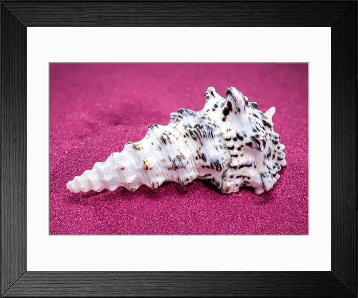 Framed Print : Detailed close-up of a Cerithium nodulosum shell with textured patterns, placed on a red sand background