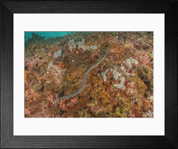 Framed Print : Banded Sea Krait Laticauda colubrina in the Sea of the Philippines