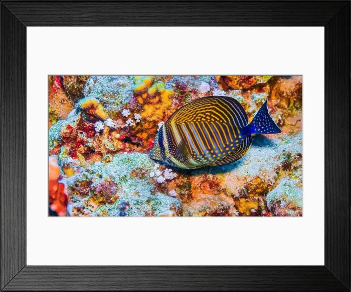 Framed Print : Coral Reef Fish, Coral Reef, Red Sea, Egypt, Africa Framed Print : Coral Reef Fish, Coral Reef, Red Sea, Egypt, Africa