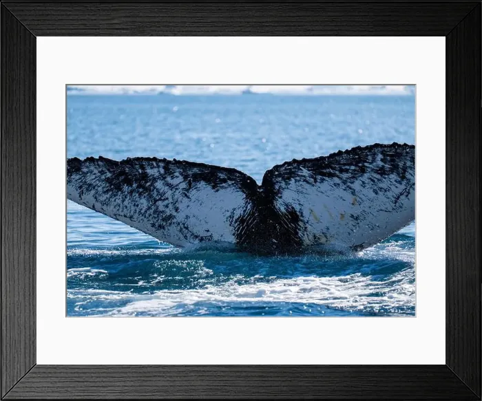 Framed Print : Humpback whale's tail. Whales in Antarctica Framed Print : Humpback whale's tail. Whales in Antarctica