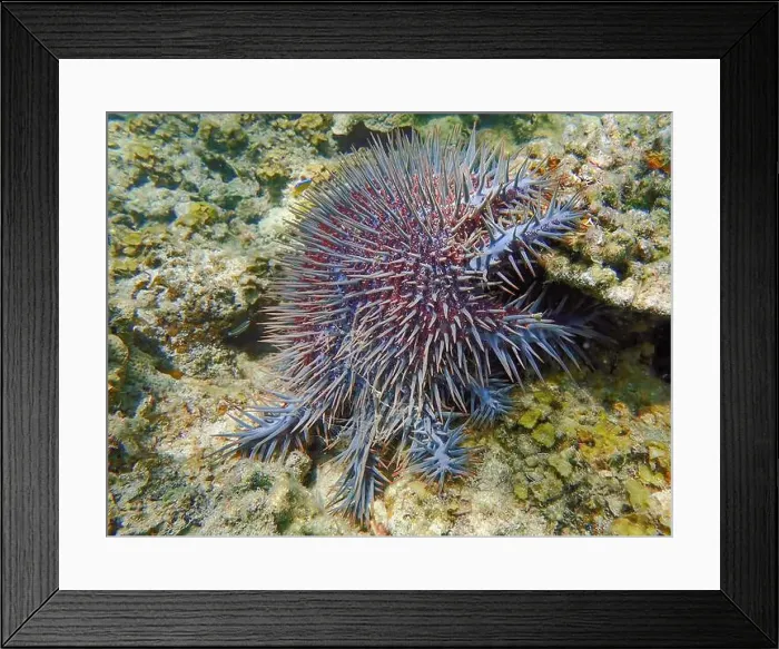 Framed Print : Close-up of a Crown-of-Thorns starfish with red and blue thorns Framed Print : Close-up of a Crown-of-Thorns starfish with red and blue thorns
