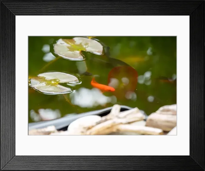 Framed Print : close-up of goldfish (Carassius auratus) surface swimming amongst lily pads