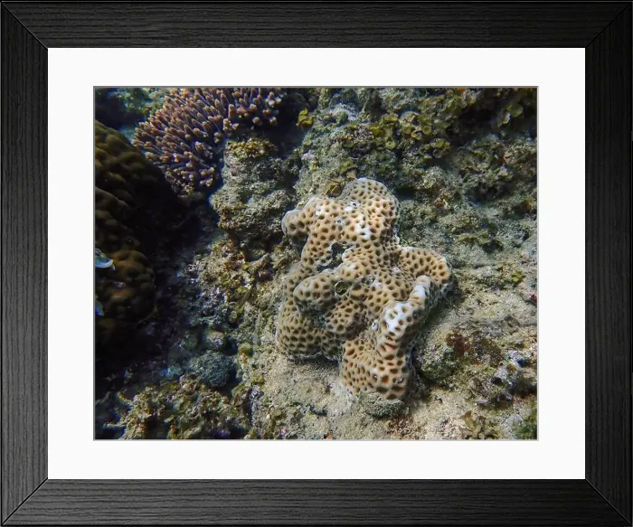 Framed Print : Close-up of brown and white hard corals surrounded by dead and red living corals Framed Print : Close-up of brown and white hard corals surrounded by dead and red living corals