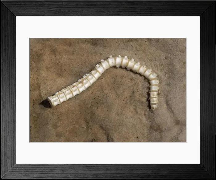 Framed Print : White, segmented sea creatures skeleton lays over a sandy shoreline during daylight hours Framed Print : White, segmented sea creatures skeleton lays over a sandy shoreline during daylight hours