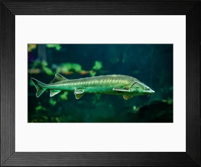 Framed Print : Common sturgeon or European sea sturgeon (Acipenser sturio) Framed Print : Common sturgeon or European sea sturgeon (Acipenser sturio)