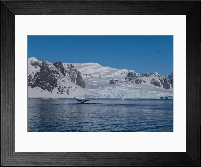 Framed Print : Humpback whale's tail. Whales in Antarctica Framed Print : Humpback whale's tail. Whales in Antarctica