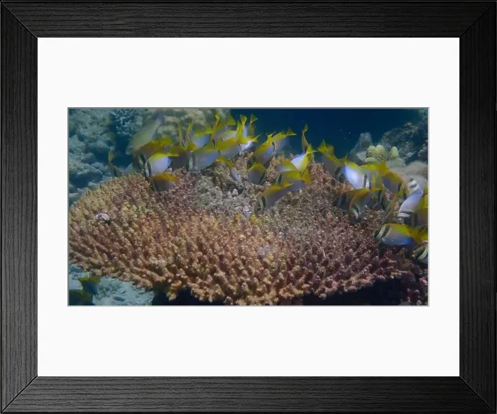 Framed Print : Underwater scene of coral fish swimming and feeding on algae over dead branching coral reef in Bawean Island Framed Print : Underwater scene of coral fish swimming and feeding on algae over dead branching coral reef in Bawean Island