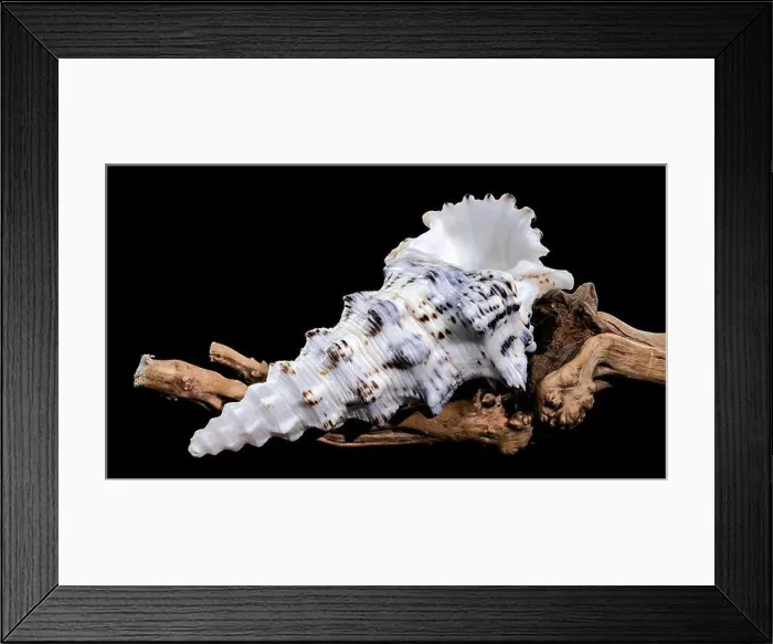 Framed Print : Detailed close-up of a Cerithium nodulosum shell with textured patterns Framed Print : Detailed close-up of a Cerithium nodulosum shell with textured patterns