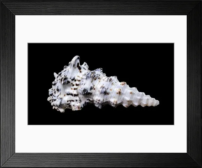 Framed Print : Detailed close-up of a Cerithium nodulosum shell with textured patterns, placed on a black background