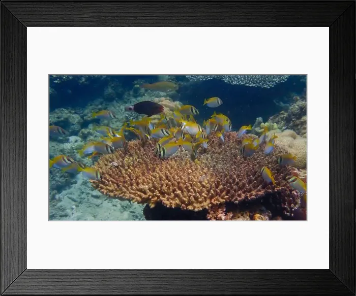 Framed Print : Underwater scene of coral fish swimming and feeding on algae over dead branching coral reef in Bawean Island Framed Print : Underwater scene of coral fish swimming and feeding on algae over dead branching coral reef in Bawean Island