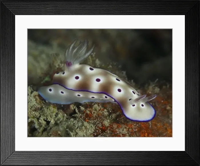 Framed Print : Lateral view of a white nudibranch with purple spots Framed Print : Lateral view of a white nudibranch with purple spots