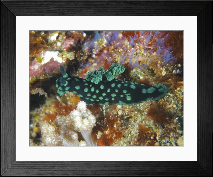Framed Print : Dark green neon star snail (Nembrotha cristata) with green dots in the coral reef Framed Print : Dark green neon star snail (Nembrotha cristata) with green dots in the coral reef