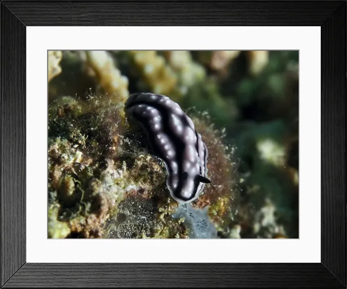 Framed Print : Pustular warty snail (Phyllidiella pustulosa) Framed Print : Pustular warty snail (Phyllidiella pustulosa)