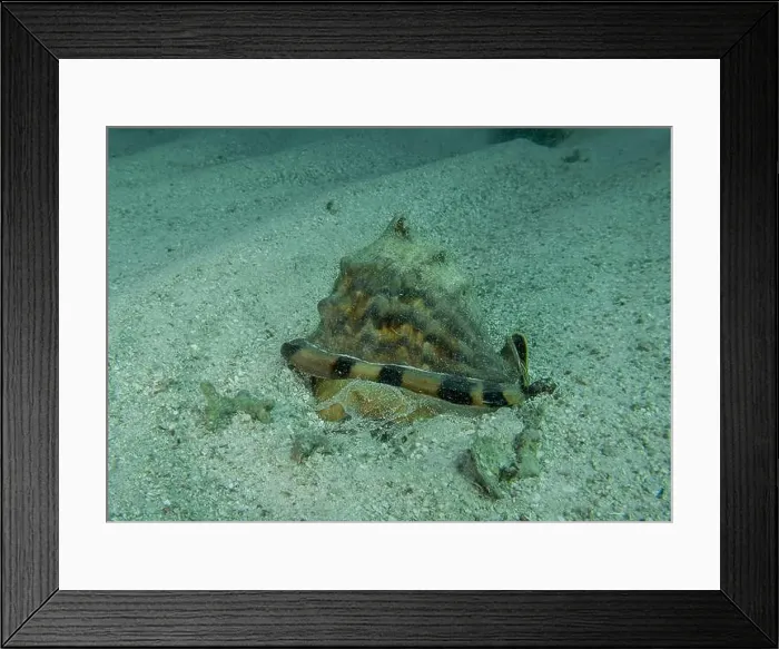 Framed Print : A King Helmet Snail (Cassis tuberosa) in Punta Cana, Dominican Republic Framed Print : A King Helmet Snail (Cassis tuberosa) in Punta Cana, Dominican Republic