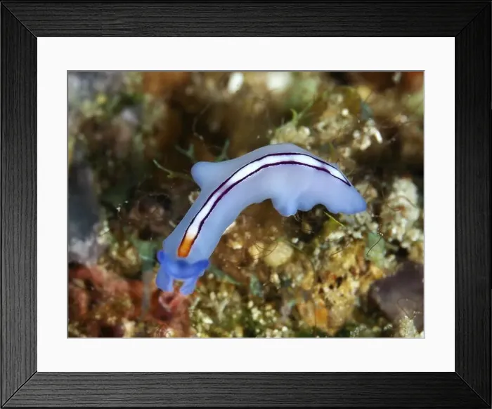Framed Print : Blue and white racing stripe whirlpool worm (Pseudoceros bifurcus) on coral substrate in the water Framed Print : Blue and white racing stripe whirlpool worm (Pseudoceros bifurcus) on coral substrate in the water