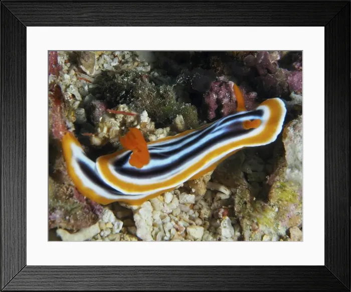 Framed Print : Orange-black-striped Magnificent Star Snail (Chromodoris magnifica) Framed Print : Orange-black-striped Magnificent Star Snail (Chromodoris magnifica)