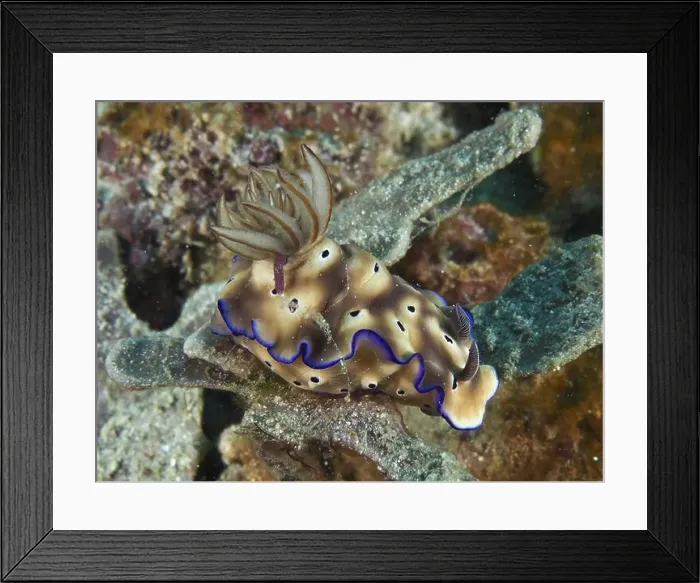 Framed Print : Brown nudibranch with blue edges Framed Print : Brown nudibranch with blue edges