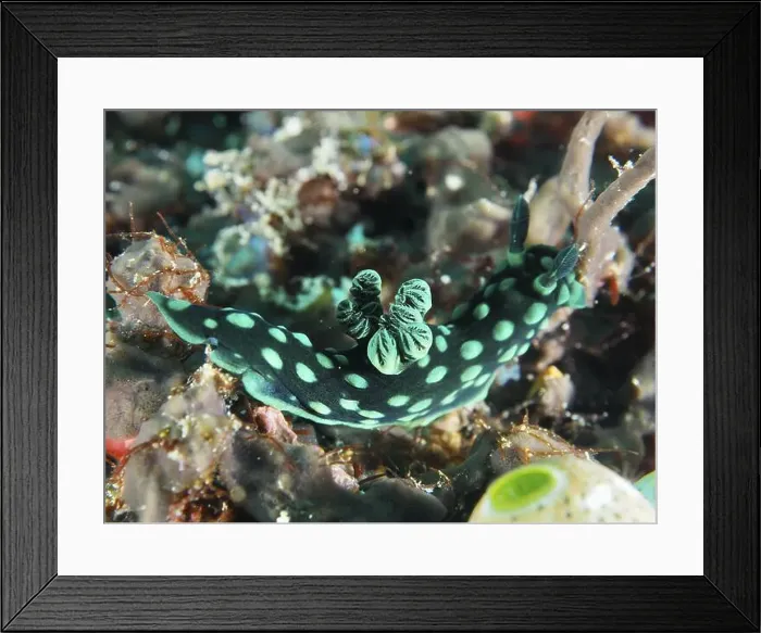 Framed Print : Green neon star snail (Nembrotha cristata) with dots on a coral reef Framed Print : Green neon star snail (Nembrotha cristata) with dots on a coral reef