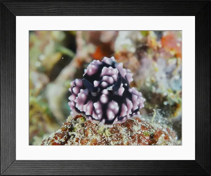 Framed Print : Purple warty snail, pustule warty snail (Phyllidiella pustulosa) Framed Print : Purple warty snail, pustule warty snail (Phyllidiella pustulosa)