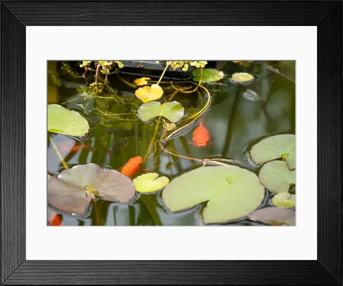 Framed Print : close-up of goldfish (Carassius auratus) surface swimming amongst lily pads Framed Print : close-up of goldfish (Carassius auratus) surface swimming amongst lily pads