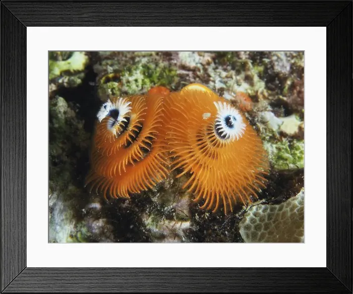 Framed Print : Orange Indo-Pacific Christmas tree worm (Spirobranchus corniculatus) on reef Framed Print : Orange Indo-Pacific Christmas tree worm (Spirobranchus corniculatus) on reef