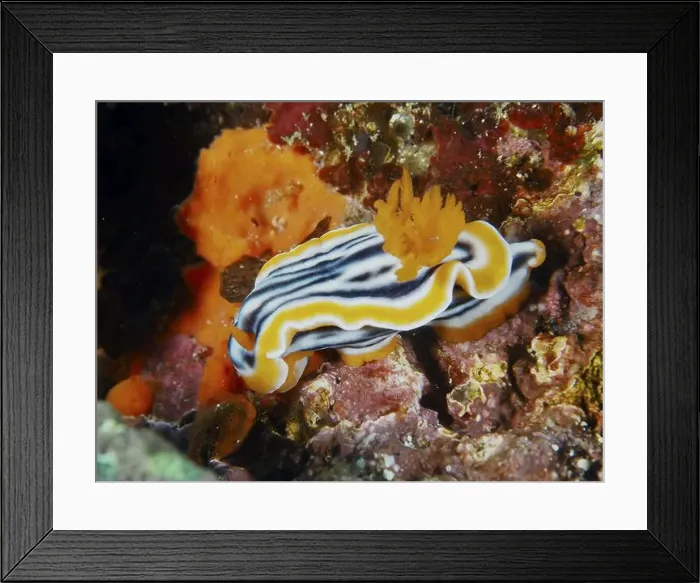 Framed Print : Striped star snail (Chromodoris magnifica) with intense orange-coloured outgrowths on corals Framed Print : Striped star snail (Chromodoris magnifica) with intense orange-coloured outgrowths on corals