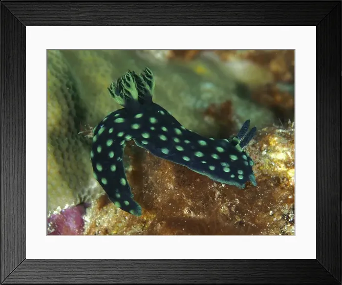 Framed Print : Neon star snail (Nembrotha cristata) with green dots Framed Print : Neon star snail (Nembrotha cristata) with green dots