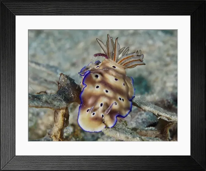 Framed Print : Brown nudibranch with blue edges Framed Print : Brown nudibranch with blue edges