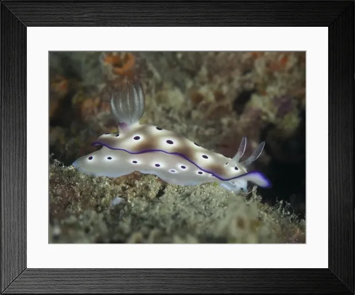 Framed Print : White nudibranch with purple-coloured edge and spots Framed Print : White nudibranch with purple-coloured edge and spots