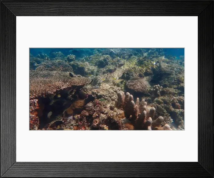 Framed Print : Vibrant coral reef with live and dead corals, surrounded by schooling reef fish in Bawean Island, East Java, Indonesia Framed Print : Vibrant coral reef with live and dead corals, surrounded by schooling reef fish in Bawean Island, East Java, Indonesia