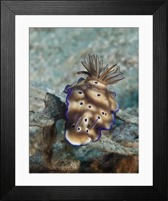 Framed Print : Brown nudibranch with blue edges and black spots Framed Print : Brown nudibranch with blue edges and black spots