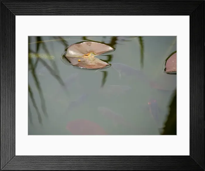 Framed Print : close-up of goldfish (Carassius auratus) surface swimming amongst lily pads Framed Print : close-up of goldfish (Carassius auratus) surface swimming amongst lily pads