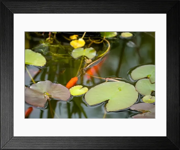 Framed Print : close-up of goldfish (Carassius auratus) surface swimming amongst lily pads Framed Print : close-up of goldfish (Carassius auratus) surface swimming amongst lily pads