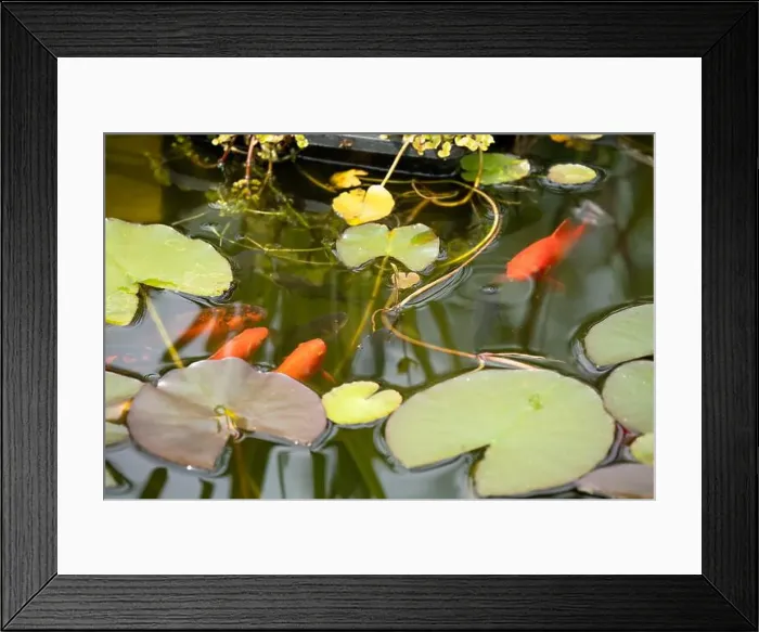 Framed Print : close-up of goldfish (Carassius auratus) surface swimming amongst lily pads Framed Print : close-up of goldfish (Carassius auratus) surface swimming amongst lily pads